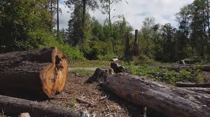 Best Tree Preservation Services  in Alto, GA