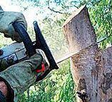 Best Tree Disease Treatment  in Alto, GA