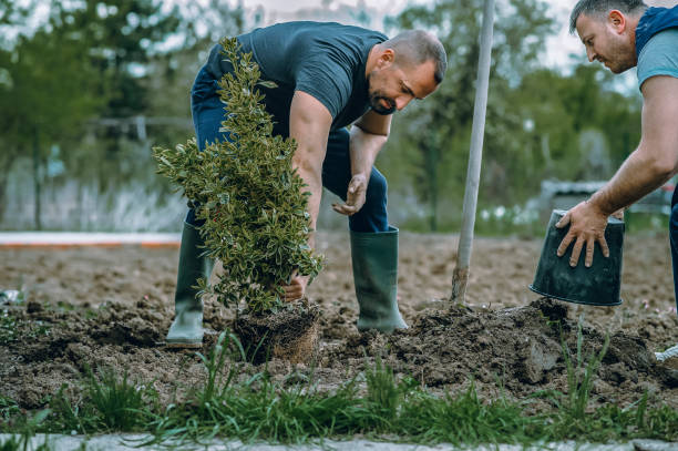 Trusted Alto, GA Tree Services Experts