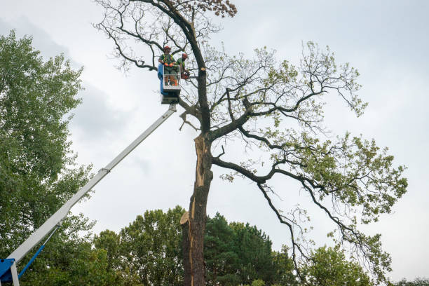 Best Root Management and Removal  in Alto, GA